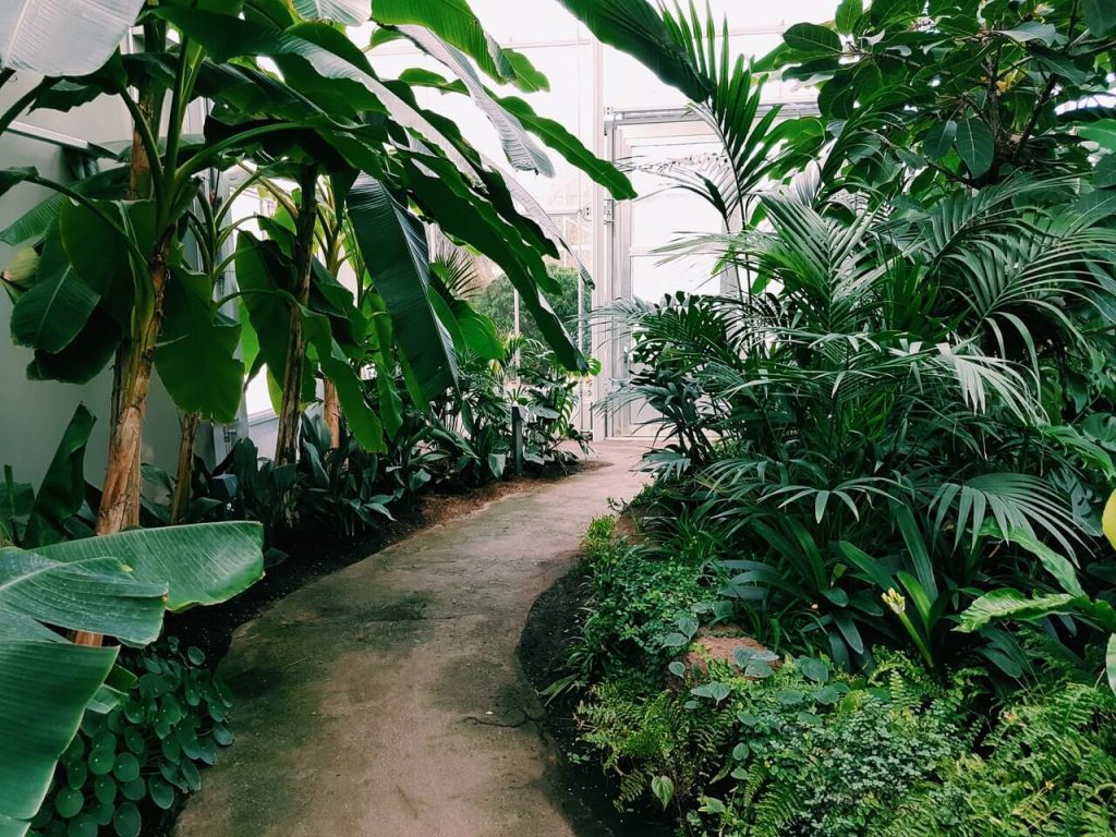 Home photography of pathway surrounded by plants 1